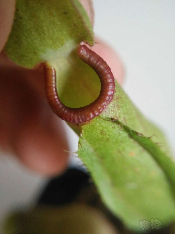 【用品】2019-7-22#RMB拍卖食虫植物猪笼草一盆-图1