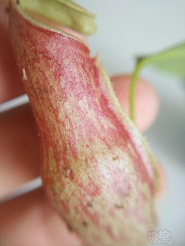 【用品】2019-7-22#RMB拍卖食虫植物猪笼草一盆-图2