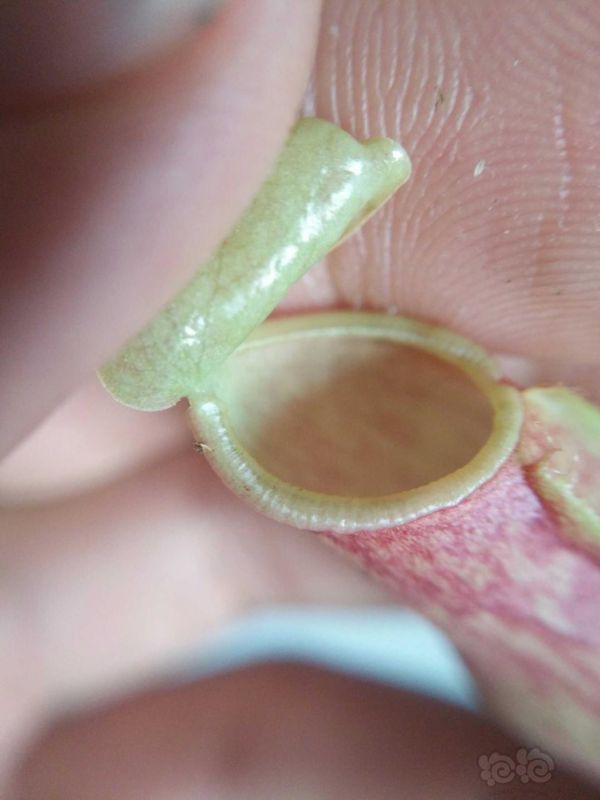 【用品】2019-7-22#RMB拍卖食虫植物猪笼草一盆-图4