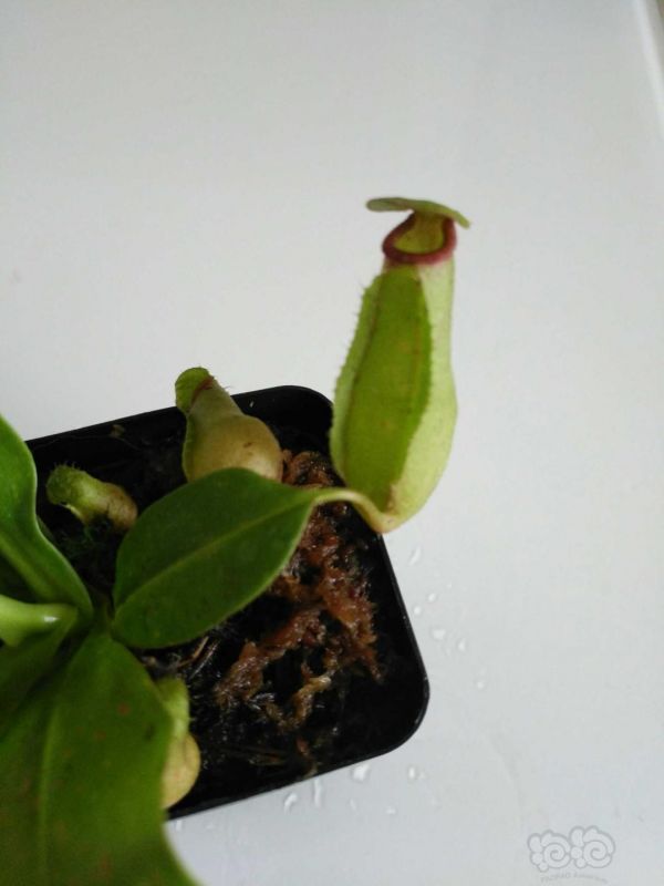【用品】2019-7-22#RMB拍卖食虫植物猪笼草一盆-图5