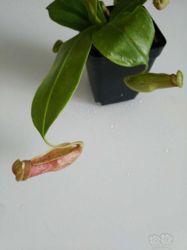 【用品】2019-7-22#RMB拍卖食虫植物猪笼草一盆-图7