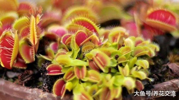 新手买这3种食虫植物就能轻松种活, 只需要掌握6个养护技巧