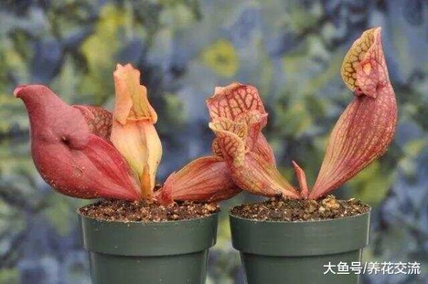 新手买这3种食虫植物就能轻松种活, 只需要掌握6个养护技巧