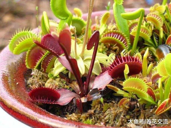 新手买这3种食虫植物就能轻松种活, 只需要掌握6个养护技巧