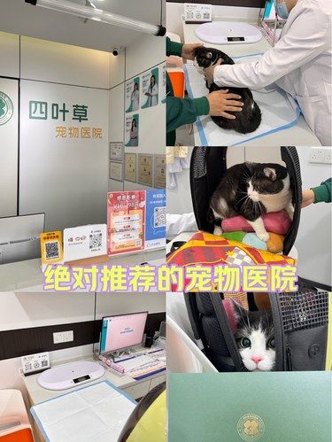 带着毛孩子体检的一天