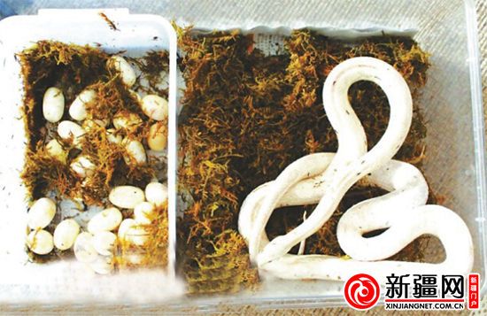 库尔勒：宠物蛇4天里产下28枚蛋