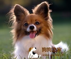 狗狗换毛