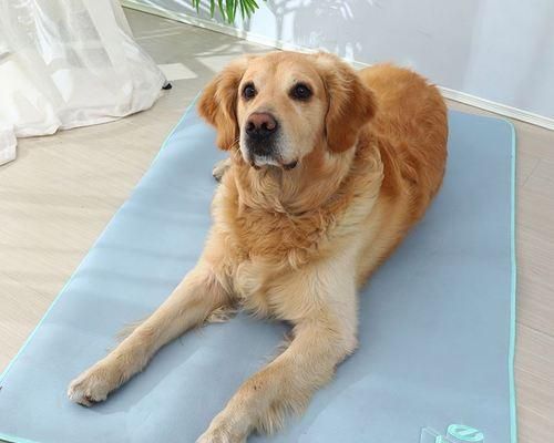 狗狗手术后的注意事项有哪些？宠物手术后的护理指南