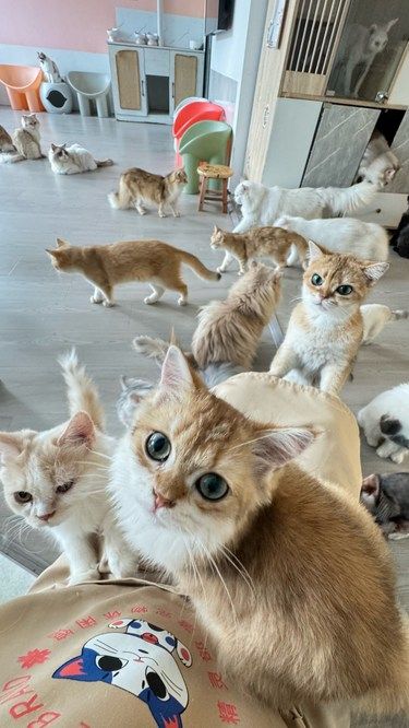 一家宝藏猫舍 猫咪数量多都很亲人