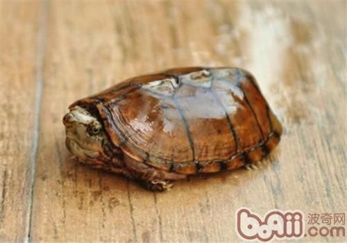虎纹麝香龟的外形特征
