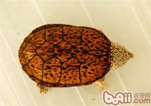 虎纹麝香龟吃什么比较好？