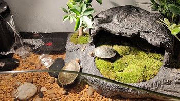 乌龟饲养指南！