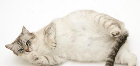 猫咪怀孕后总睡觉（探究猫咪怀孕后睡觉的原因）