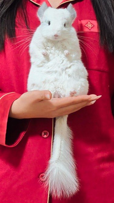 这么可爱不来一只吗
