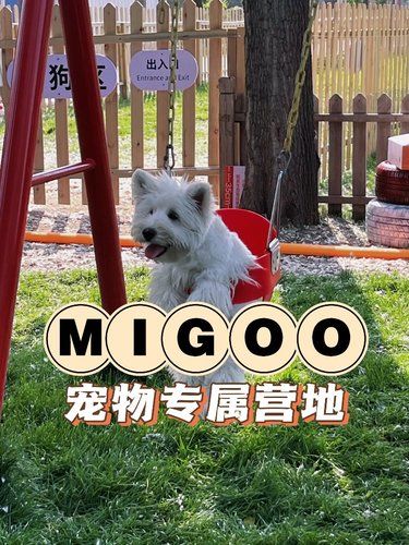 周末撒欢计划，宠物社交的新领地
