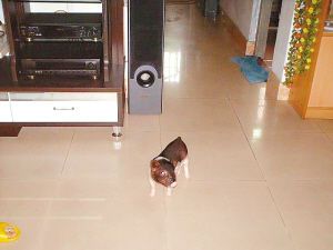 女子买头迷你宠物猪 几个月长成百斤大肥猪(图)