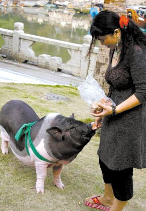 女子买头迷你宠物猪 几个月长成百斤大肥猪(图)