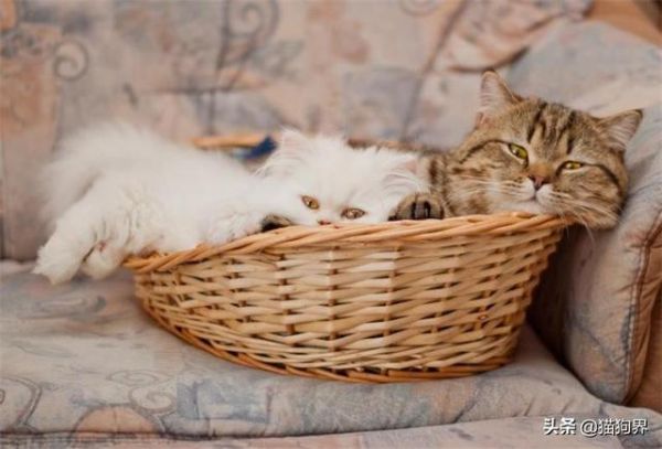 冬季疾病多，这些措施做好，预防爱猫生病
