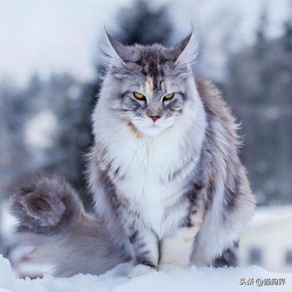 冬季疾病多，这些措施做好，预防爱猫生病