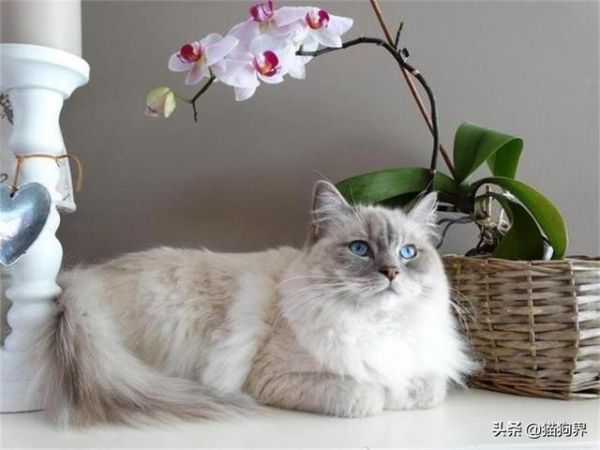 冬季疾病多，这些措施做好，预防爱猫生病