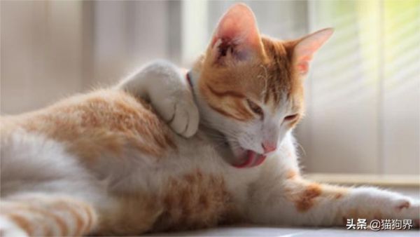 冬季疾病多，这些措施做好，预防爱猫生病