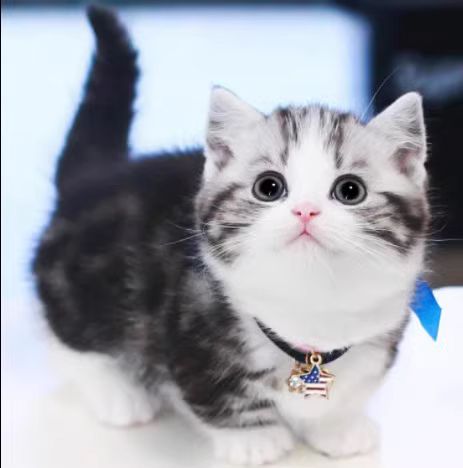 美短猫