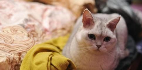 猫咪的饮食习惯与咸食问题（探究猫咪的嗜好和限制）