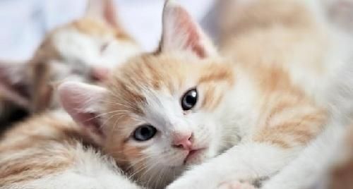 猫咪的饮食习惯与咸食问题（探究猫咪的嗜好和限制）