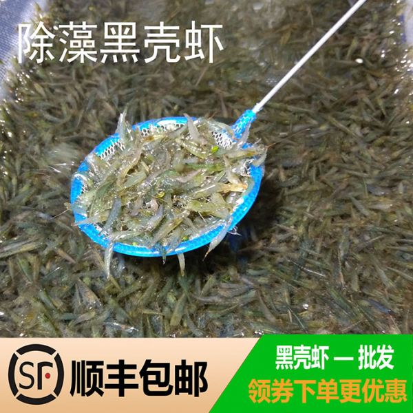 黑壳虾除藻观赏清洁工具