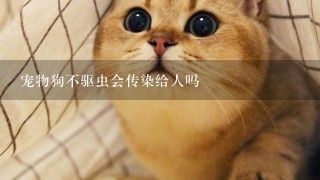 宠物狗不驱虫会传染给人吗