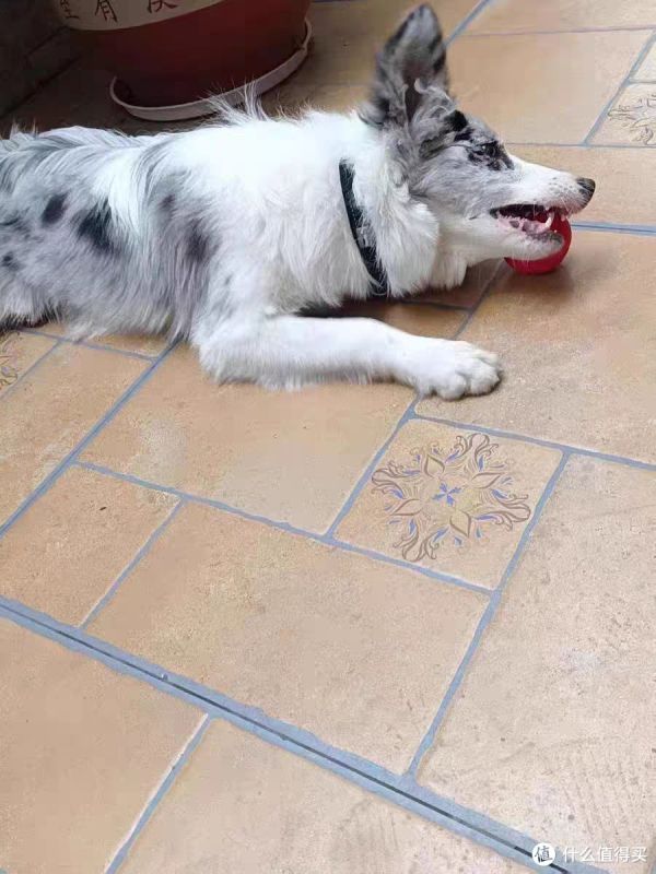 给狗狗买的玩具
