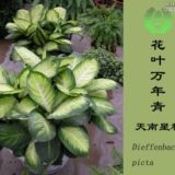 登录查看大图