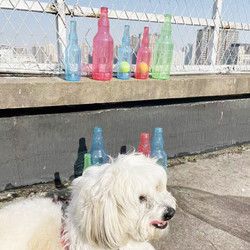 狗狗玩具瓶子tpr网球酒瓶宠物耐咬发声瓶橡胶漂浮瓶解闷磨牙 红色空瓶 小号