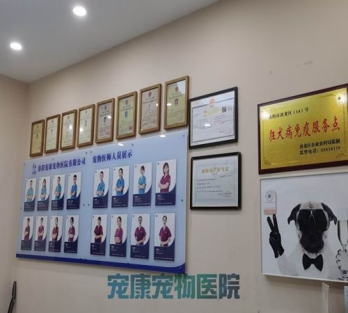 专业宠物眼病专科官网_正规宠物眼病专科官网-洛阳市高新开发区宠康宠物医院