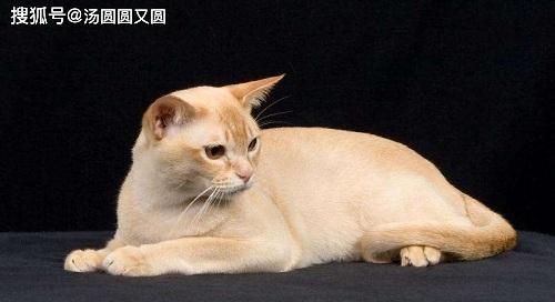 如何为宠物猫咪补充足够的维生素（了解猫咪的营养需求）