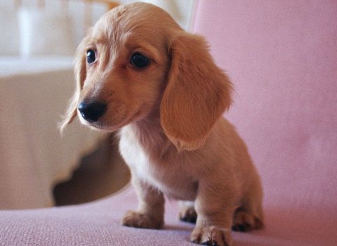 狗狗必须补充的几种维生素一览