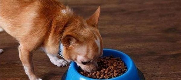 自制狗粮的方法（为爱宠提供健康食谱）