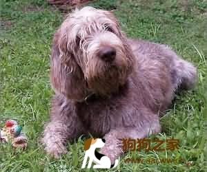 狗狗毛髮护理