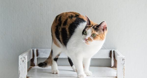 猫咪吃了绳子的症状及处理方法（宠物猫误食绳子后的危害和应对措施）