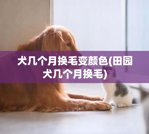 犬几个月换毛变颜色(田园犬几个月换毛)