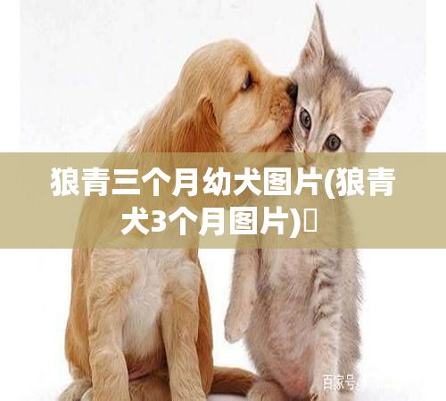 狼青三个月幼犬图片(狼青犬3个月图片)✅ 