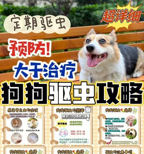 狗狗的食量如何随季节性改变？（宠物主人必看，了解狗狗饮食习惯的变化！）