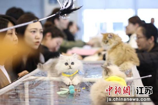 嘟噜嘟噜萌宠乐园，是上海最受欢迎的宠物主题公园之一。在这个充满乐趣和活力的地方，你可以找到各种可爱的宠物，包括狗狗、猫咪、兔子、仓鼠等等。这里不仅是一个可以让你的宠物玩耍的地方，也是一个可以结交其他宠物主人的好场所。