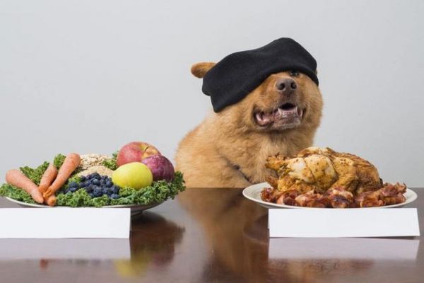 狗狗在不同季节需要的食物，千万不要搞错哦，以免影响狗狗健康！