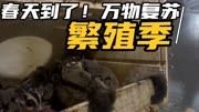 繁殖的季节呀!春天到了!万物复苏!又到了…