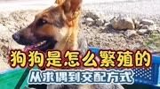 狗狗是怎么繁殖的,快来了解一下吧