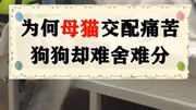 为什么母猫繁衍撕心裂肺,狗狗却难舍难分