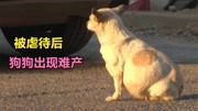 狗狗遭到贩子虐待,准母狗被打后出现难产,她忍着疼痛繁育着