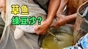 探索草鱼的秘密,它们是如何繁衍生息的?