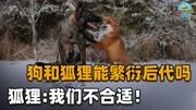 狗和狐狸能繁衍后代吗?狐狸:我比你大一千万岁,不适合配对!